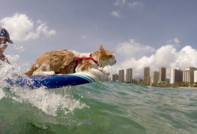 夏威夷独眼猫咪爱上冲浪有模有样(2)