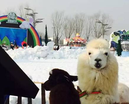 爸爸去哪冰雪嘉年华精彩开园 北京雪乡人气爆