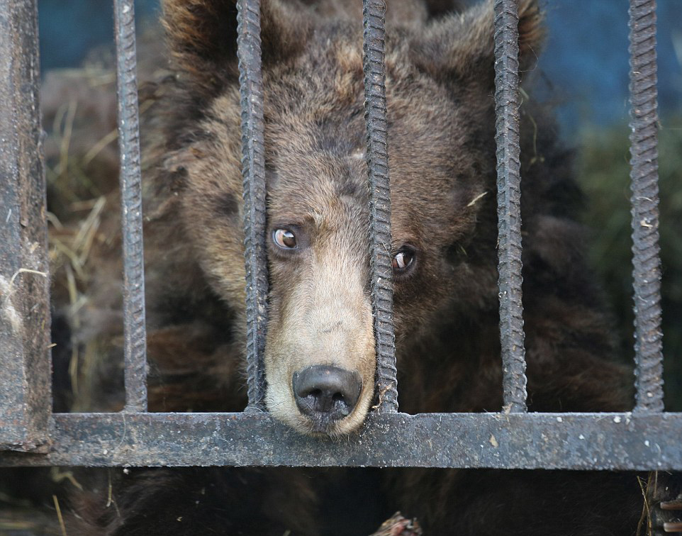 世界上最悲伤的动物园:狮子大熊以屠宰场残渣