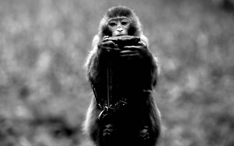 都市猴哥谋生路 上不了春晚祗能卖烧烤(8)