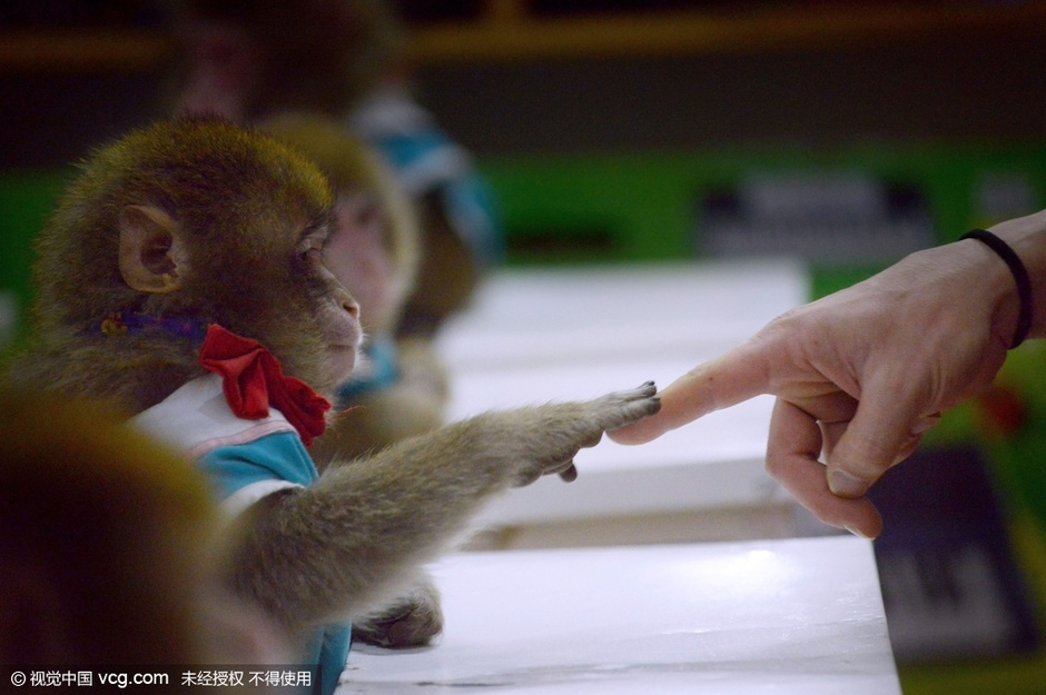 猴子培训学校开课 12只猴子为猴年庆典彩排