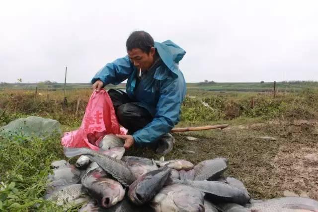 寒潮导致广西近300万斤鱼被冻死(5)