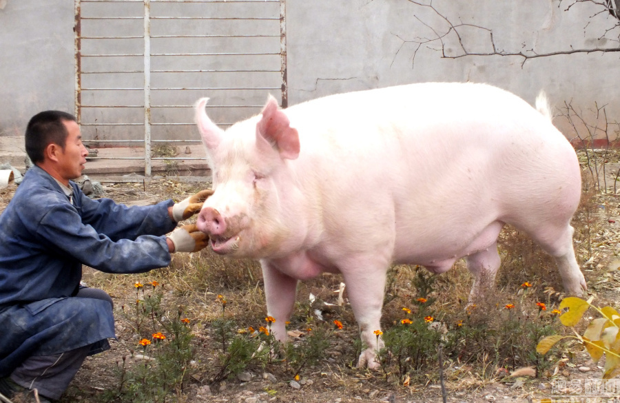 张家口地区出现首个超过一千二百斤的猪