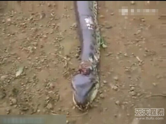 7米超级大蟒蛇被捕 解剖全过程震撼曝光