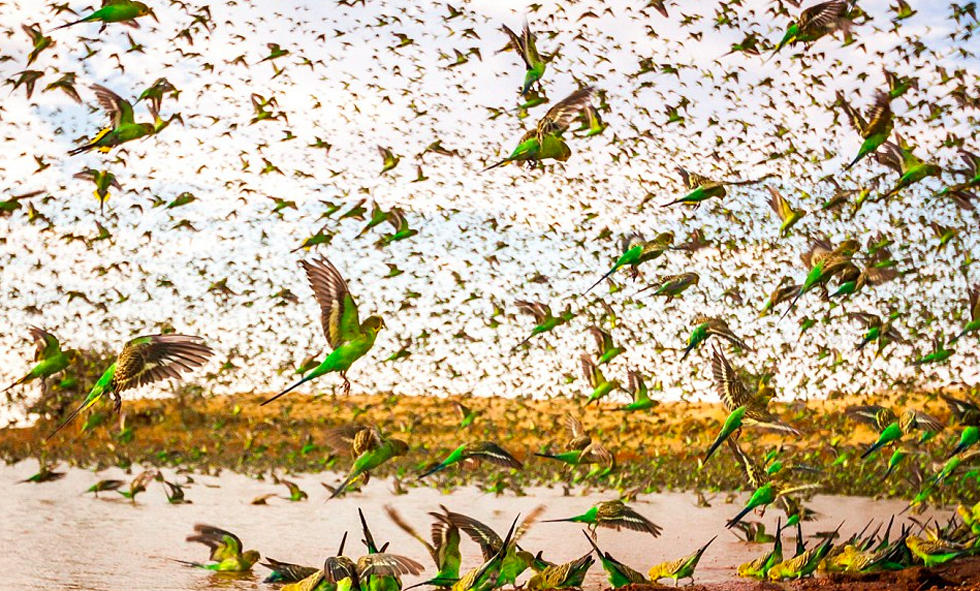 8万只鹦鹉齐聚寻水 壮观画面如绿色旋风(3)