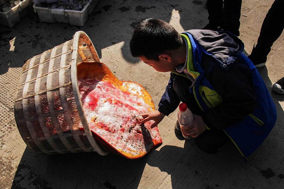 浙江渔民捕获罕见大型老板鱼 重达60斤(2)