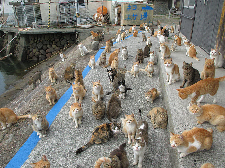 日本猫岛缺猫粮求助 几日后捐赠多得没地方放