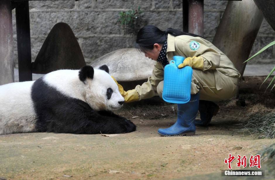 熊猫阿姐和百岁巴斯的半生缘(4)