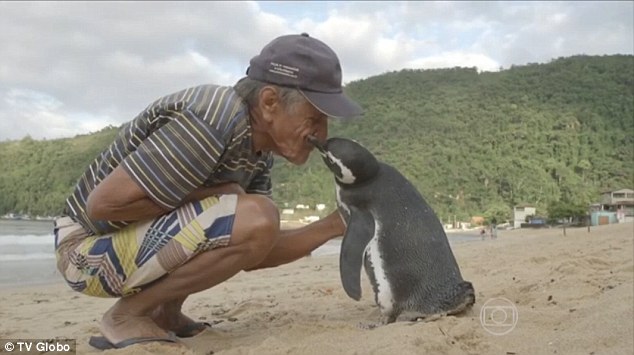 企鹅被救下后 每年游8000公里回来看恩人