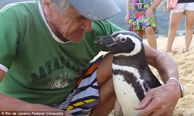 企鵝被救下後 每年遊8000公裏回來看恩人