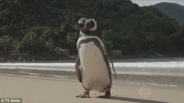 企鹅被救下后 每年游8000公里回来看恩人