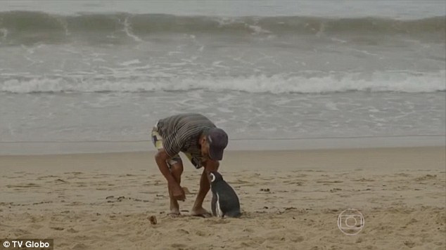 企鵝被救下後 每年遊8000公裏回來看恩人