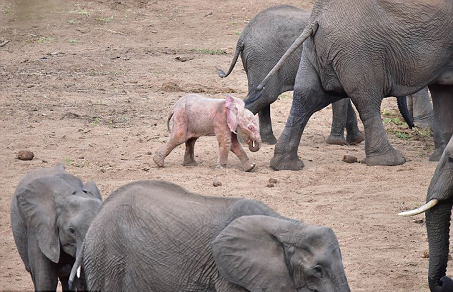 南非野生动物园发现罕见粉红色幼象(组图)(3)