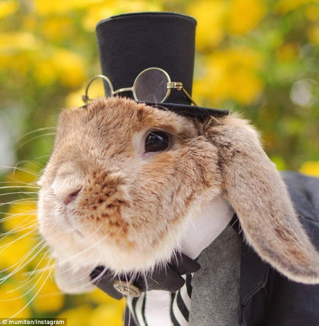 最时尚萌兔爆红网络:女王装水手服造型百变(1