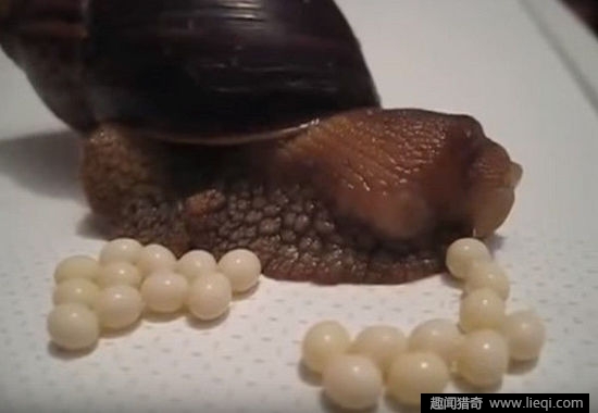 你见过蜗牛产卵吗?这部视频把人鸡皮疙瘩都吓