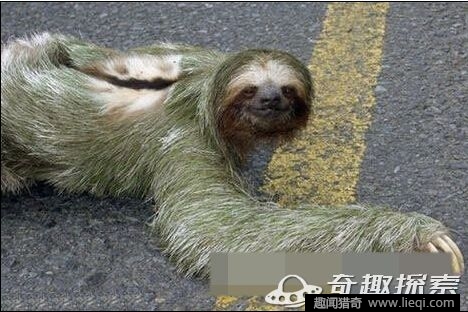 太吓人了!广州街道下水管竟爬出惊人怪物