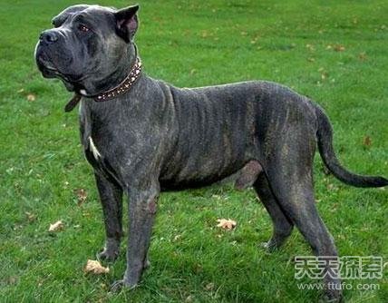 十大最凶猛的狗 排名第一的连主人都会被咬死(1)_社会万象_光明网