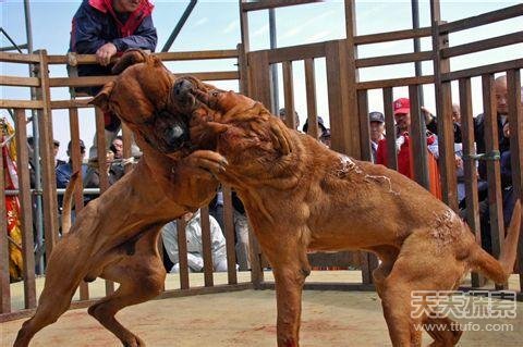 土佐犬是日本非常神秘的大型竞技斗狗,被誉为世界上最凶猛的犬类