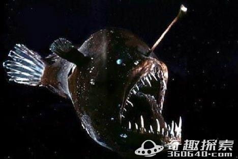 世界超乎想象的十大恐怖海洋怪物