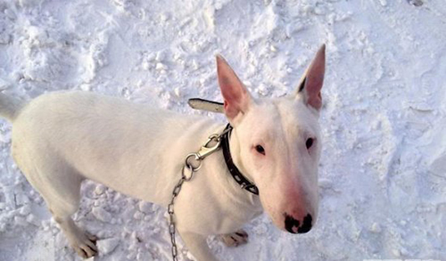 十大最凶猛的狗 排名第一的连主人都会被咬死