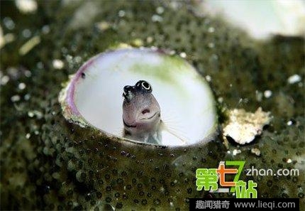 揭秘人类史上传说中的海洋怪物