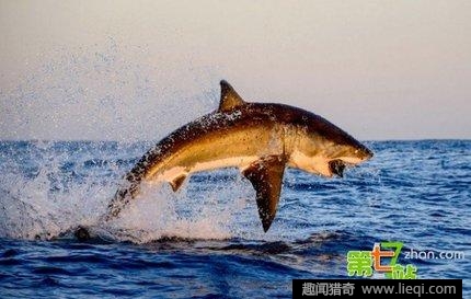 30张震撼心灵的动物摄影作品欣赏