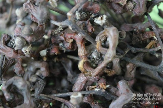 童年吃过的那些古怪野果:看看你还记得几个