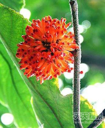 童年吃过的那些古怪野果:看看你还记得几个