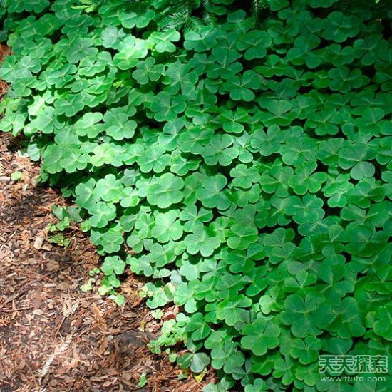 童年吃过的那些古怪野果：看看你还记得几个