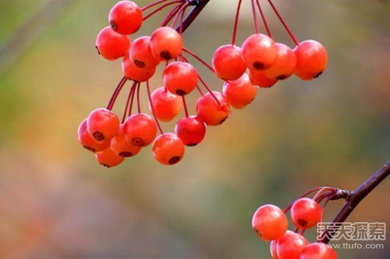 童年吃过的那些古怪野果：看看你还记得几个