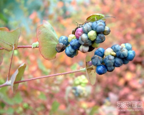 童年吃过的那些古怪野果：看看你还记得几个