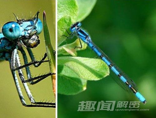 震惊！揭秘世界上十种奇特蓝色动物