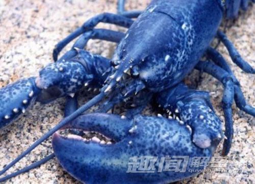 震惊！揭秘世界上十种奇特蓝色动物