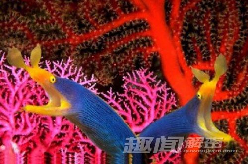 震惊！揭秘世界上十种奇特蓝色动物