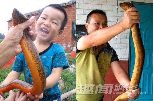 劲爆！盘点全球“千年成妖”的动物