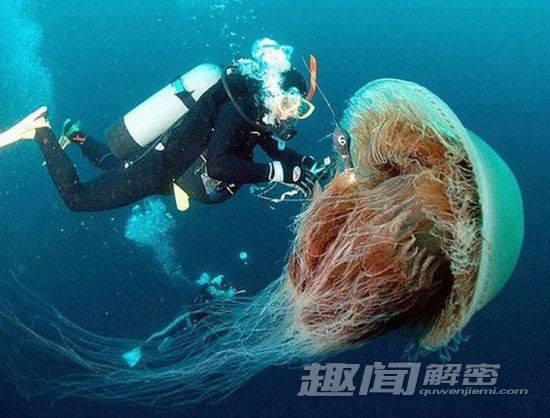 劲爆！盘点全球“千年成妖”的动物