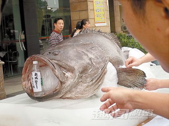 劲爆！盘点全球“千年成妖”的动物