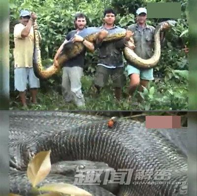 劲爆！盘点全球“千年成妖”的动物