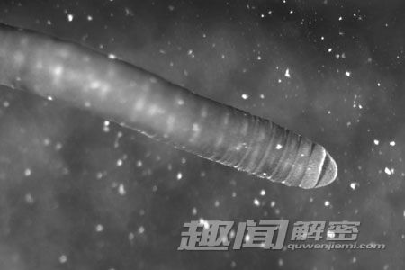 地球上惟一冻不死的动物：极地冰虫