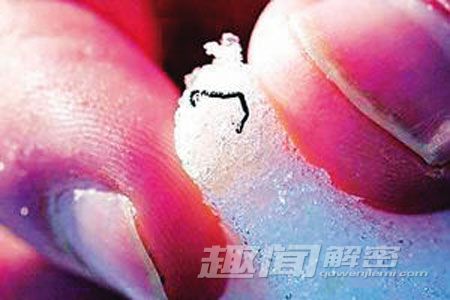 地球上惟一冻不死的动物：极地冰虫