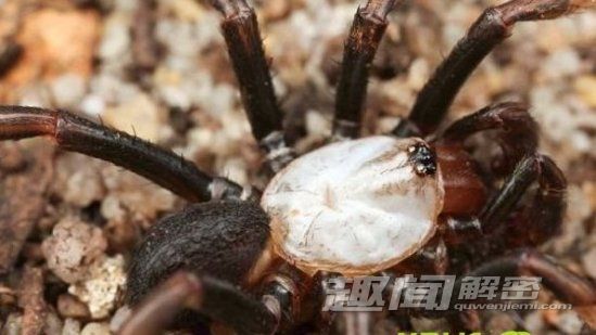 惊奇！世界十大奇异动物排名