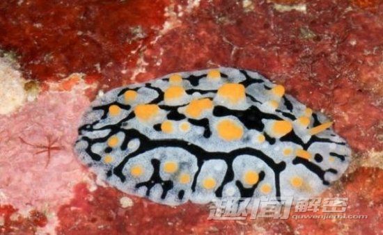 惊奇！世界十大奇异动物排名