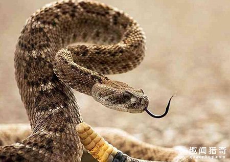 天生杀手!人类眨眼一瞬间 蛇能攻击猎物4次