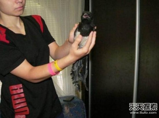 女孩在沙滩发现神秘生物：结果轰动全村人
