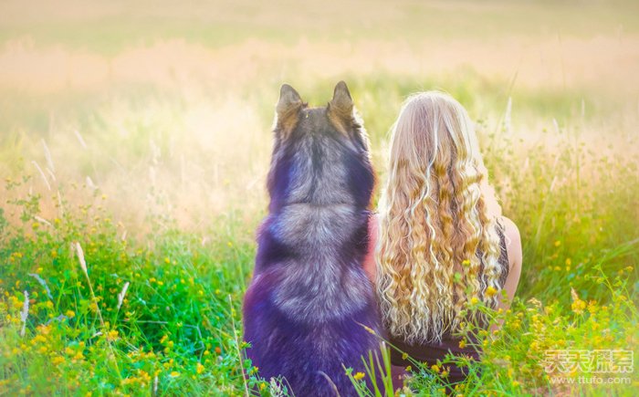 哈士奇与美女主人的浪漫童话故事(1)