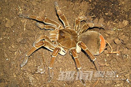 毛骨悚然！地球上真实存在的十大怪兽