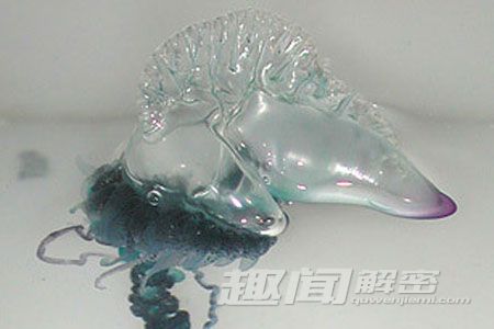 毛骨悚然！地球上真实存在的十大怪兽
