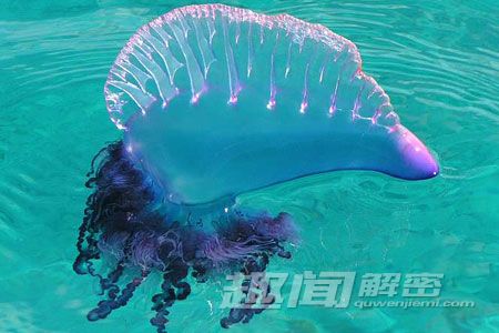 毛骨悚然！地球上真实存在的十大怪兽
