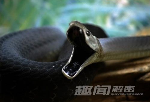 骇人听闻！盘点世界上最毒的动物