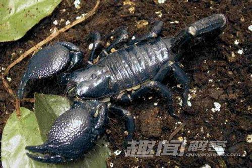 骇人听闻！盘点世界上最毒的动物